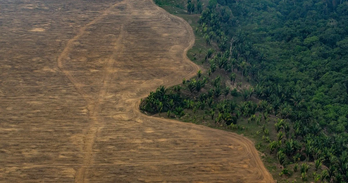 Deforestación: estudio revela consecuencias medioambientales de programas de desarrollo rural